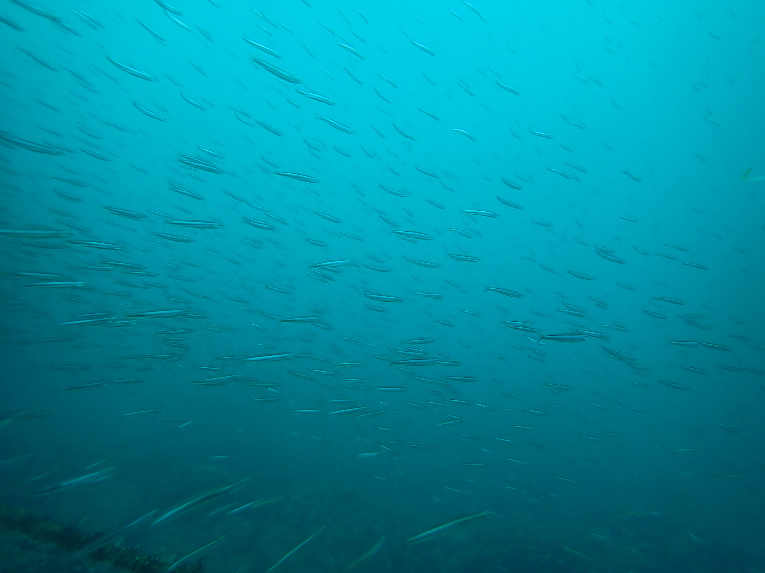 2026/6/6　日帰りでべたなぎの海でまったりダイビング！